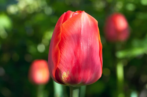 Tulipán (macro ) — Foto de Stock