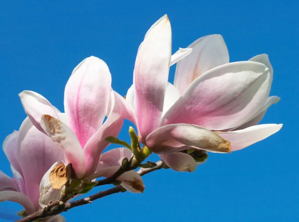 Magnolia-arbre — Photo