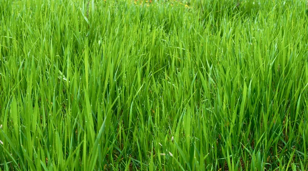 Orosené trávě — Stock fotografie