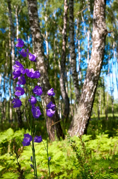 Bluebell w lesie — Zdjęcie stockowe