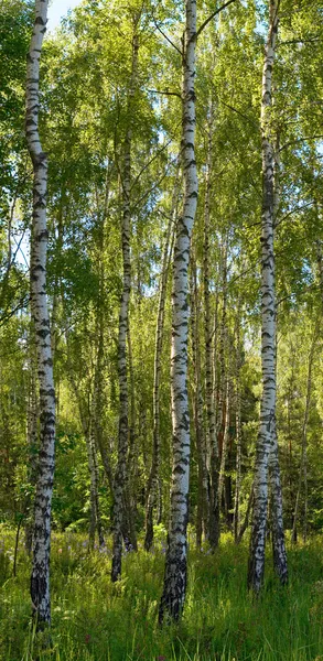 Bétulas na floresta — Fotografia de Stock
