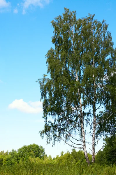 桦树 — 图库照片
