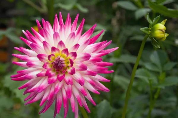 Pink-white flower — Stock Photo, Image
