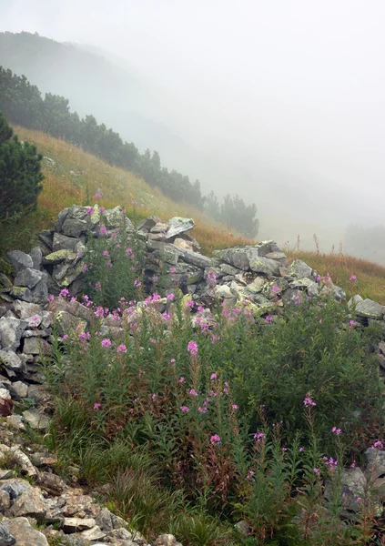 Kwiaty górskie — Zdjęcie stockowe
