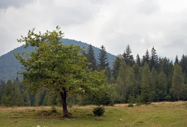 Tree and mount — Stock Photo, Image