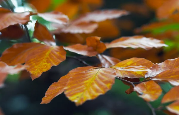 Herbstzweig — Stockfoto