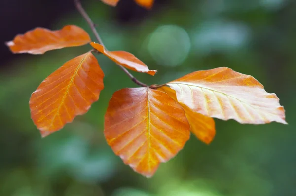 秋の小枝 — ストック写真