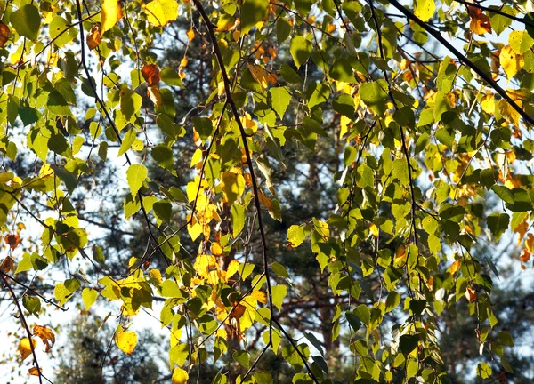 September birch — Stock Photo, Image