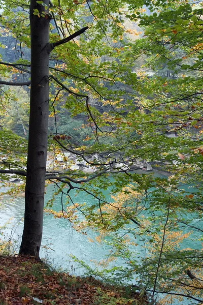 Дерево и река — стоковое фото