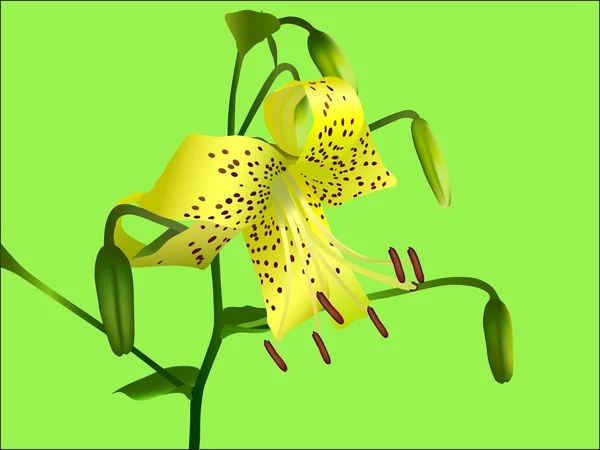 Flores de lirio — Vector de stock