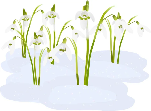 Fleurs de chute de neige printemps — Image vectorielle