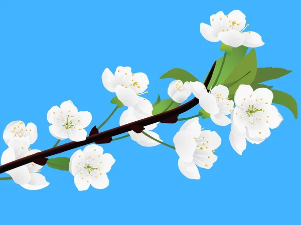 stock vector Spring cherry-tree twig