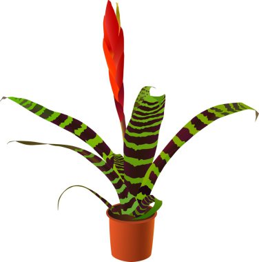 Window plant clipart