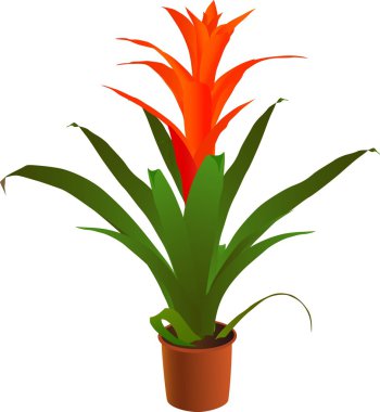 Window plant clipart