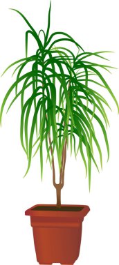 Window plant clipart