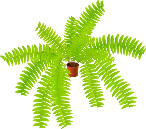 Hus ferny växt — Stock vektor