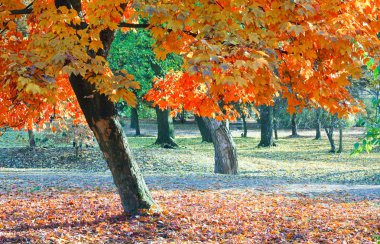 Sonbaharda akçaağaç Park