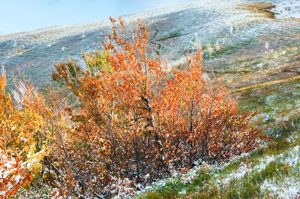 First winter snow and autumn colorful foliage on mountain — Stock Photo, Image