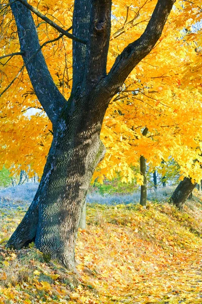 Höstens lönn träd i parken — Stockfoto