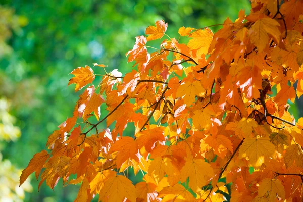 Autumn maple trees in park — Stock Photo, Image