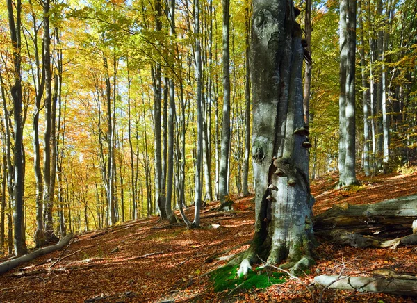 Foresta montana autunnale — Foto Stock