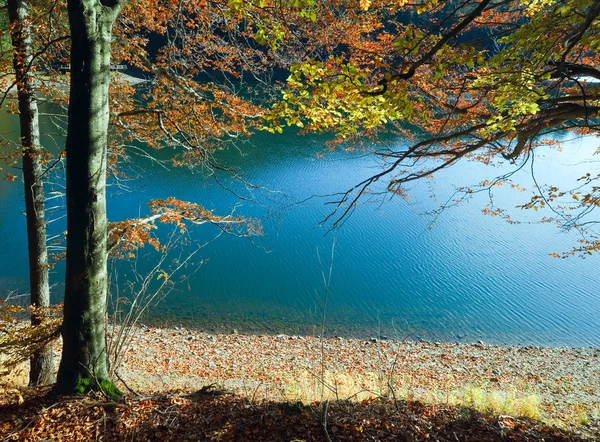 Drzewo jesień i jezioro synevir — Zdjęcie stockowe