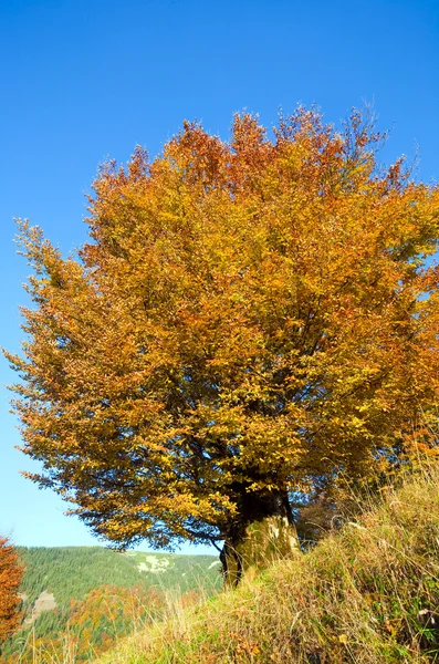 Dağın üzerinde sonbahar büyük ağaç — Stok fotoğraf