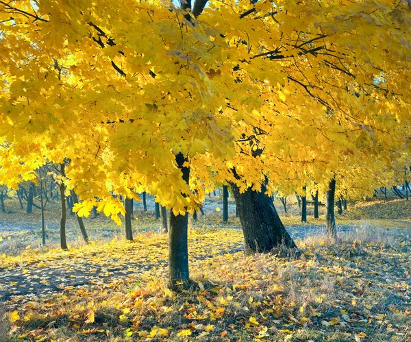 Érable d'automne dans le parc — Photo