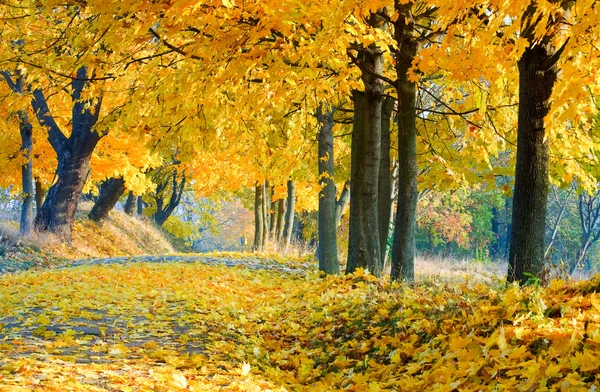 Árboles de arce de otoño en el parque — Foto de Stock