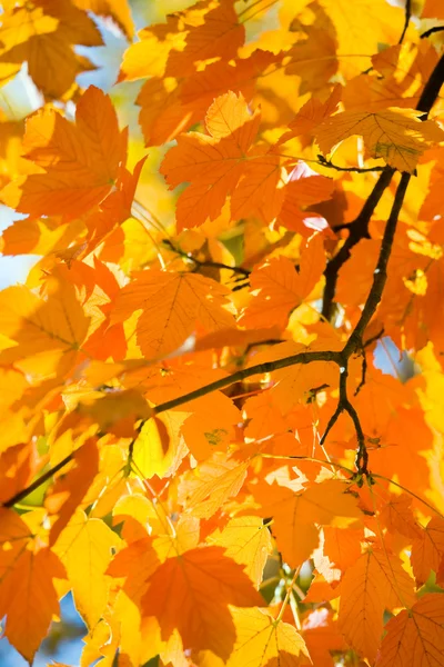 公園の秋のカエデの木 — ストック写真