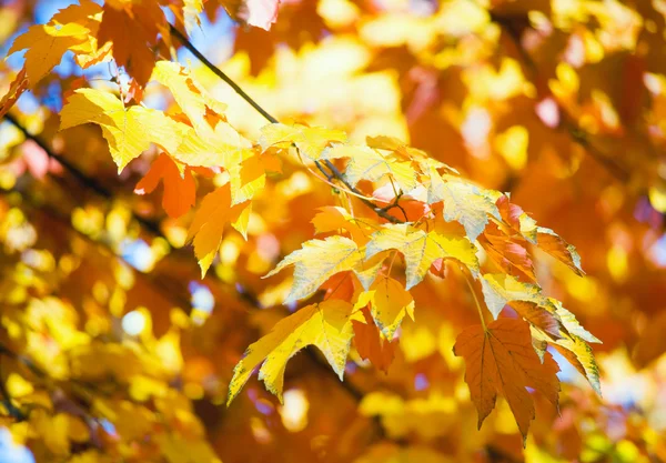 在公园的秋季槭树。 — 图库照片