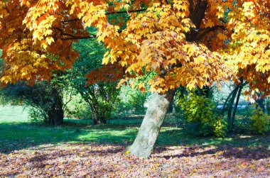 Sonbaharda akçaağaç Park