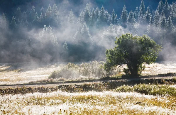 Manhã nebuloso outono paisagem de montanha — Fotografia de Stock