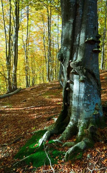Sonbahar dağ orman — Stok fotoğraf