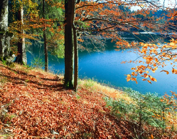 Herbstbaum und Synevir-See — Stockfoto
