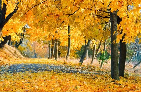 Autumn maple trees in park — Stock Photo, Image