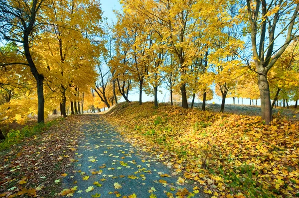 Árvores de bordo de outono no parque — Fotografia de Stock