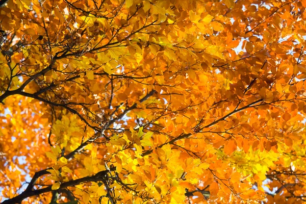 Autumn beech trees in park — Stock Photo, Image