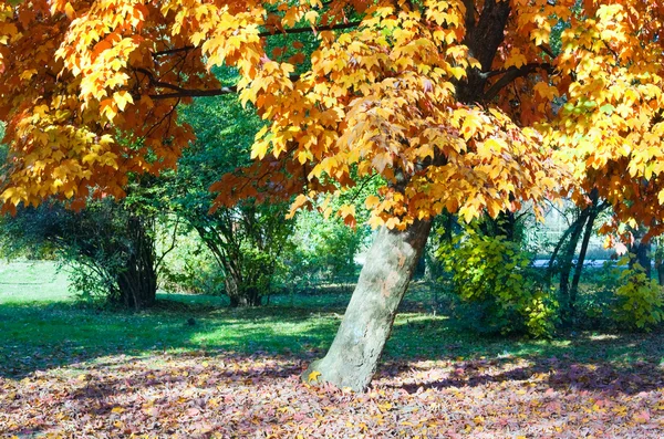 Podzimní javorů v parku — Stock fotografie