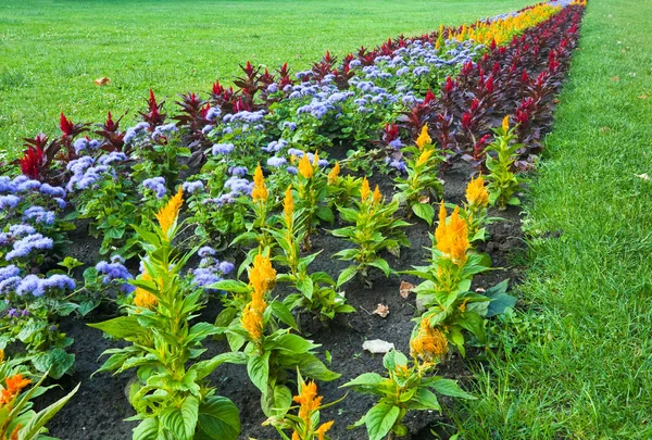 Blomma landskapsarkitektur — Stockfoto