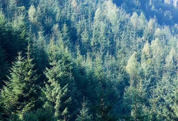 여름 산 전나무 태양에서 광선 풍경 — 스톡 사진