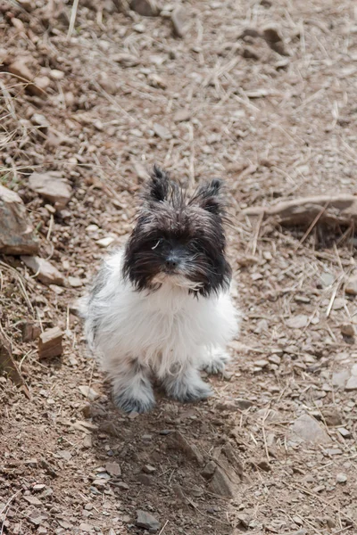 Young pomeranian pup — Stock Photo, Image