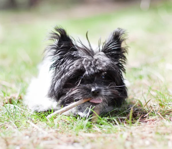 Joven cachorro de pomerania — Foto de Stock