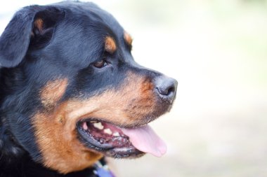 dişi rottweiler