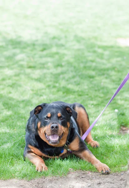 safkan rottweiler