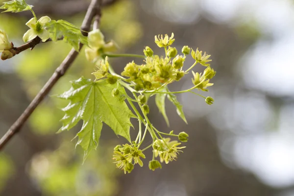 stock image Green maple blooms