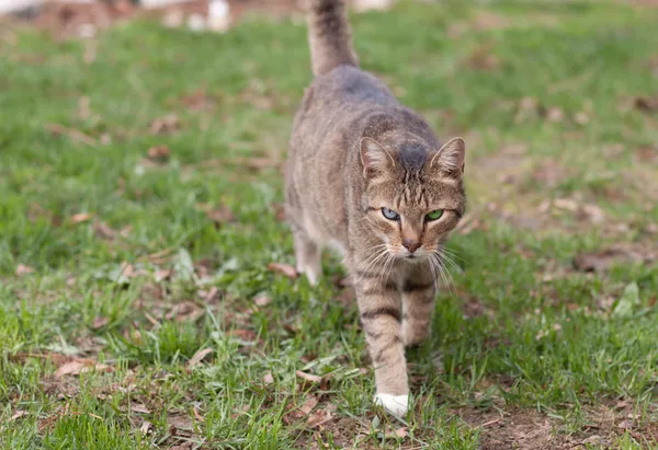고양이 산책 — 스톡 사진