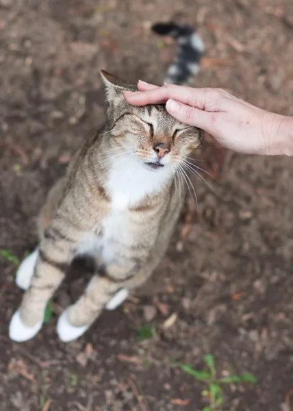 抚摸着那只猫 — 图库照片