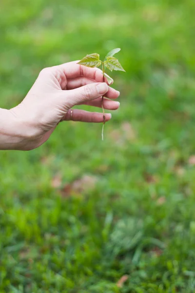 Рука держит маленькое дерево над зеленым — стоковое фото