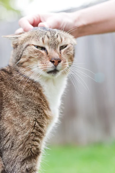 Accarezzare il gatto — Foto Stock